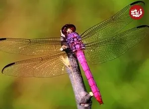 ببینید| 10 گونه از زیباترین و رنگارنگترین سنجاقک های دنیا