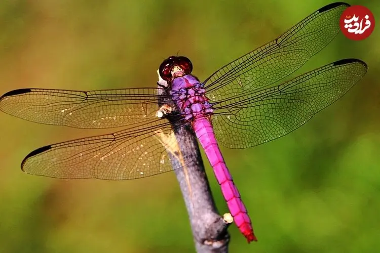 ببینید| 10 گونه از زیباترین و رنگارنگترین سنجاقک های دنیا