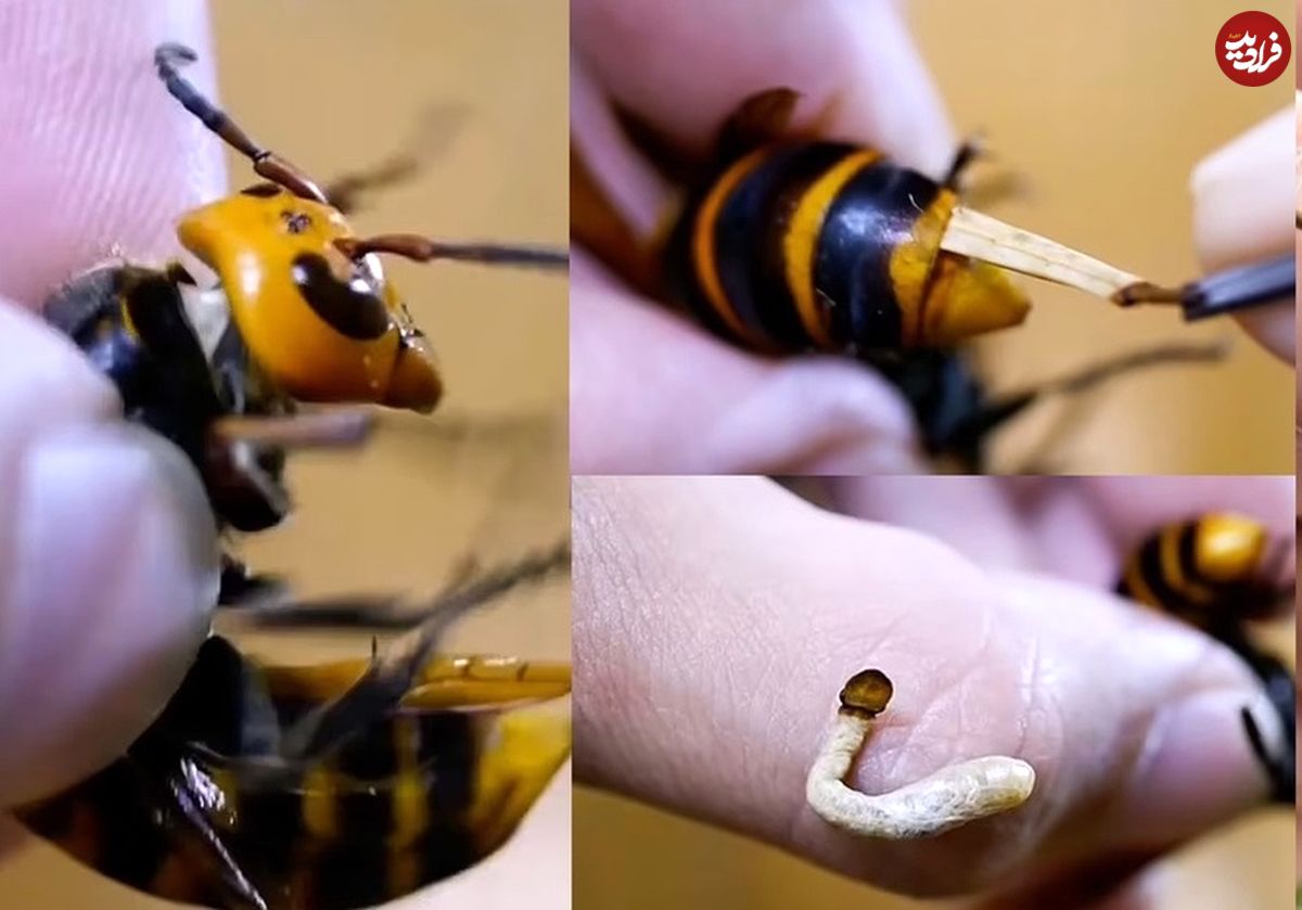 (ویدئو) لحظه بیرون کشیدن انگل بزرگ از معده زنبور قاتل