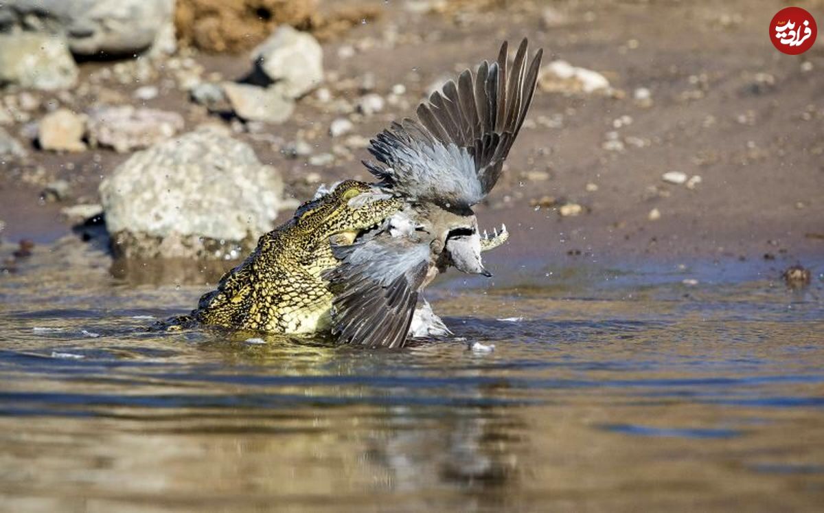 تصاویر/  لحظه شکار کبوتر توسط تمساح
