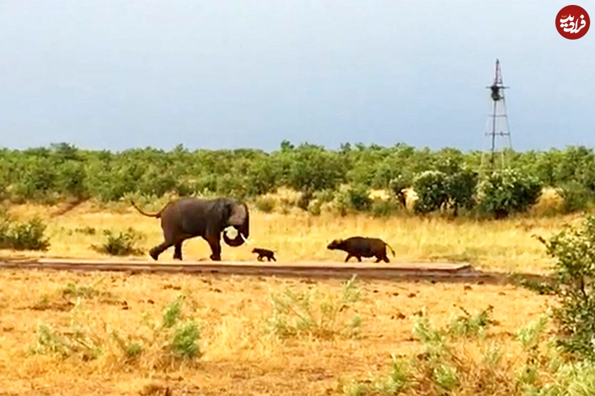 (ویدئو) فرار عجیب فیل غول پیکر از دست بچه گاومیش سرکش!