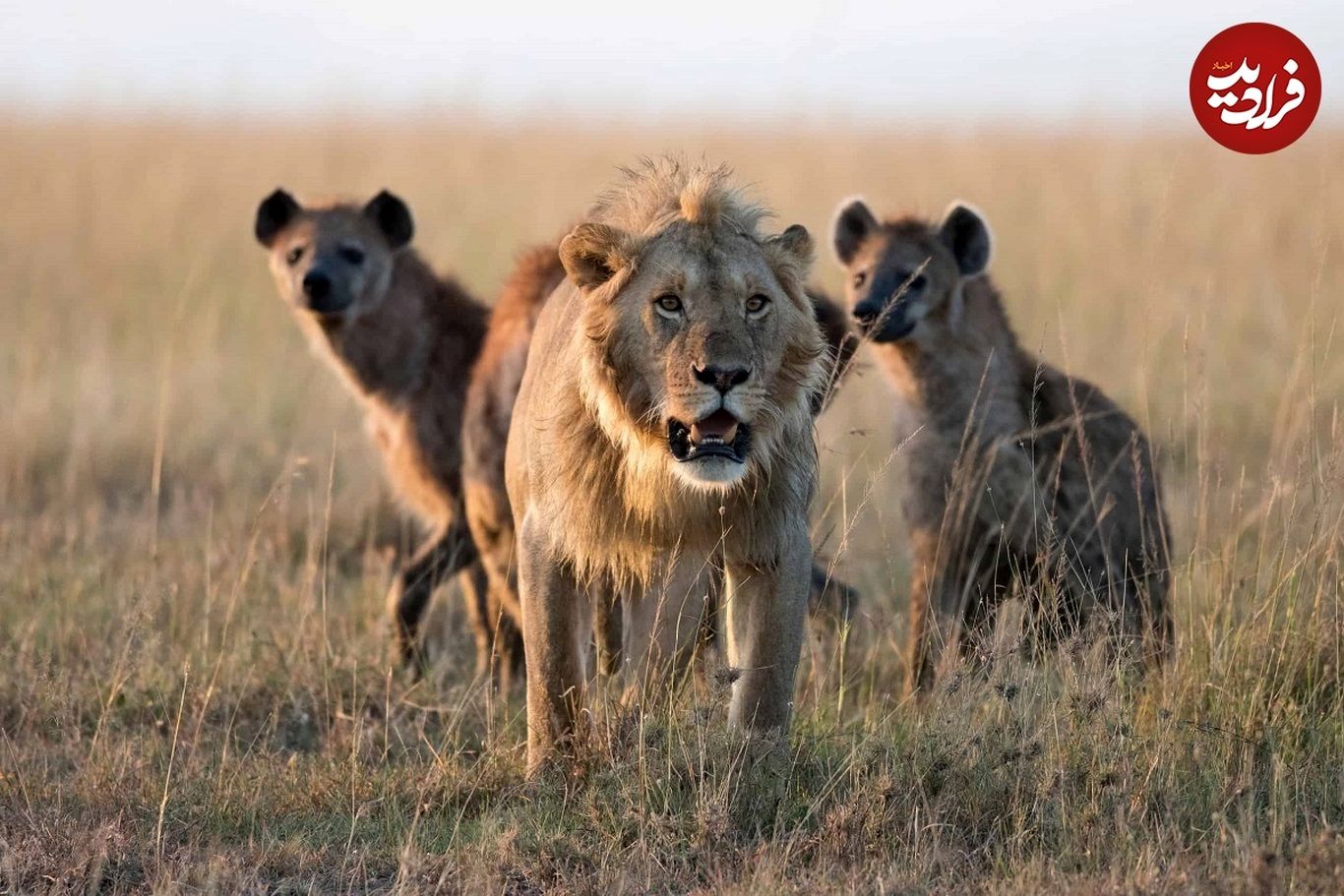 (ویدئو) کفتارها زورشان به کل یالدار نرسید، شیرها شکار را یادشان دادند!