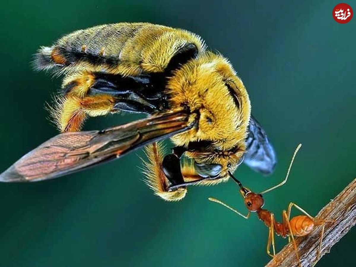 یک نوع مورچه؛ قوی‌ترین جانور جهان!
