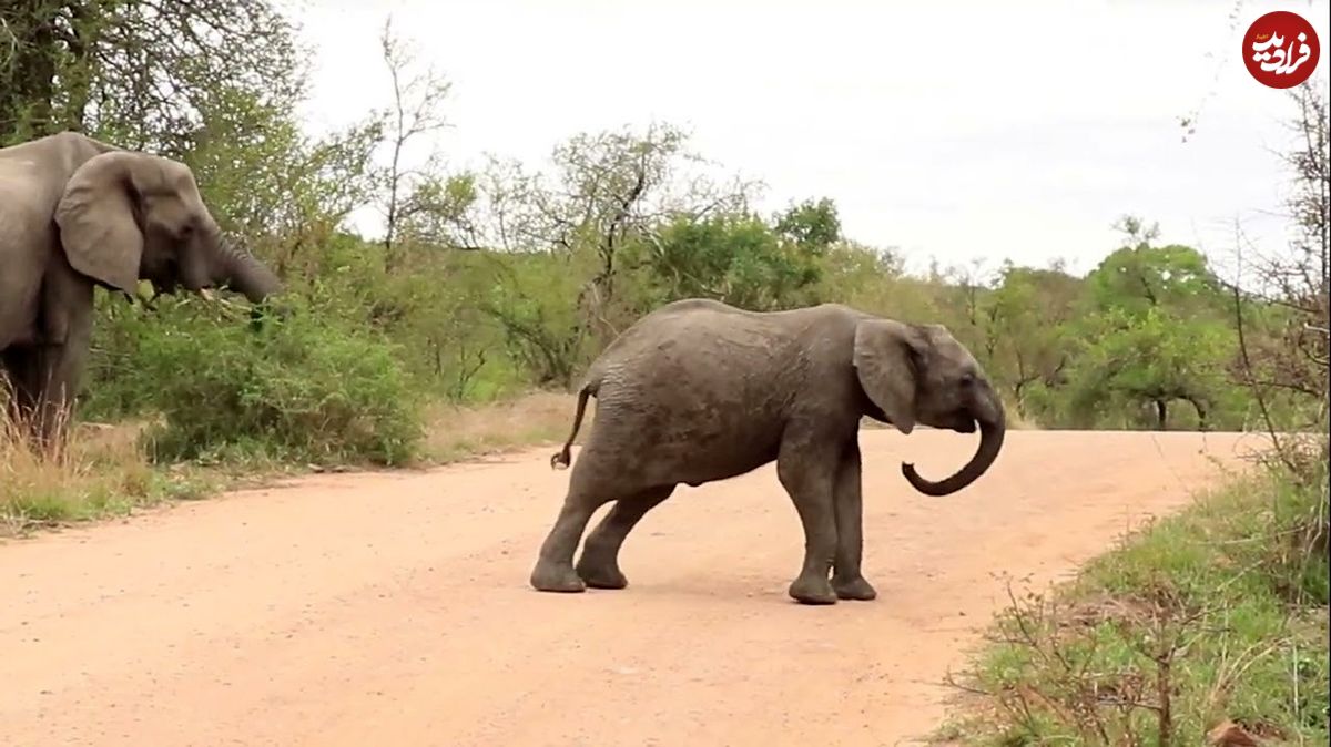 (ویدئو) واکنش دیدنی یک فیل وقتی خار در پایش می‌رود