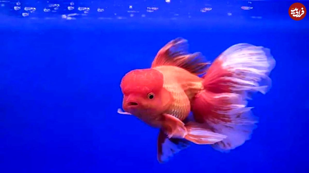 (ویدئو) یک ماهی کوچک، اما خطرناک