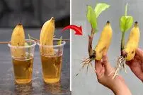 (ویدئو) ایده های عالی و آسان برای پرورش میوه موز در خانه