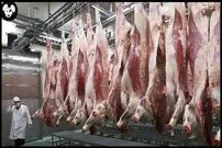 (ویدئو) فرآیند پردازش گوشت گاو کوبه؛ چگونه ژاپنی ها گاو کوبه را پرورش می دهند؟