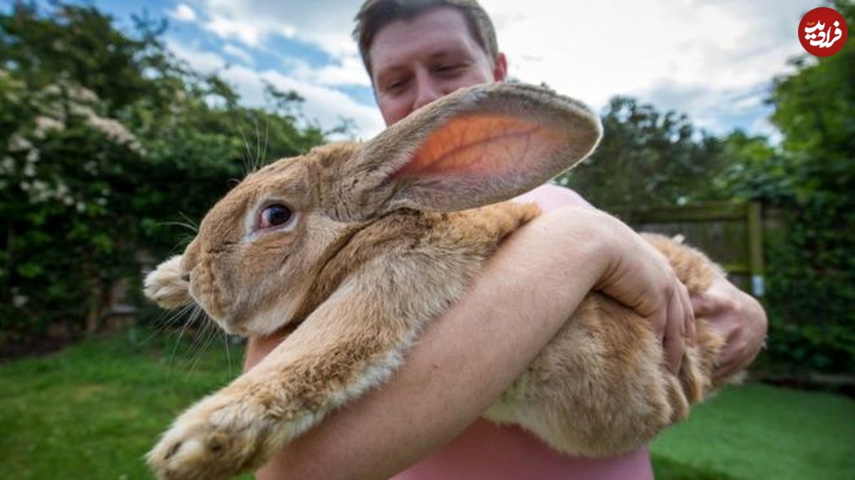 شش نکته که در مورد خرگوش‌ها نمی‌دانید