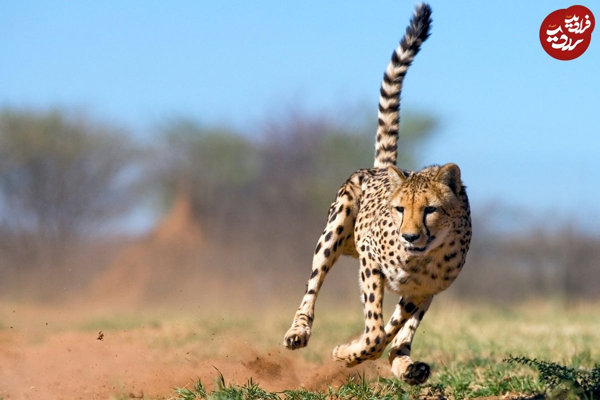 (تصاویر) این ۱۵ حیوان، سریع‌ترین جانواران حیات وحش هستند