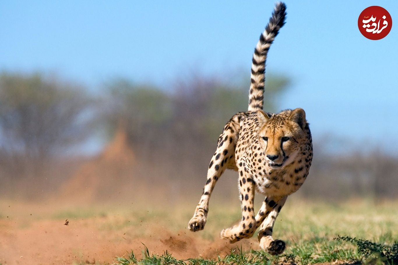 (تصاویر) این ۱۵ حیوان، سریع‌ترین جانواران حیات وحش هستند