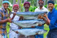 ببینید؛ غذای روستایی در هند؛ کباب کردن ماهی ماکرل اسپانیایی در طبیعت
