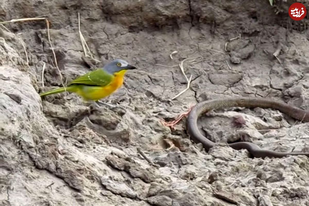 (ویدئو) پرنده بی‌رحم روده‌های مار را از شکمش بیرون کشید!