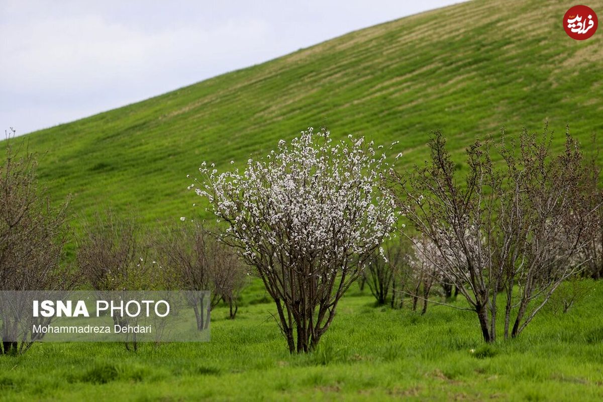 (تصاویر) زمستان بَهاری در فارس