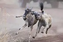 (ویدئو) دفاع شجاعانه کل یالدار از فرزندش