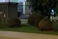 ببینید| ربات انسان‌نما گرازهای وحشی را از محله‌ بیرون کرد
