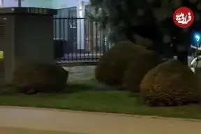ببینید| ربات انسان‌نما گرازهای وحشی را از محله‌ بیرون کرد