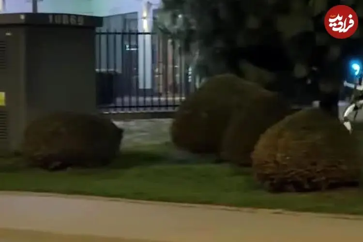 ببینید| ربات انسان‌نما گرازهای وحشی را از محله‌ بیرون کرد