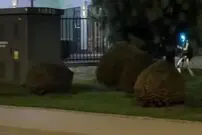 ببینید| ربات انسان‌نما گرازهای وحشی را از محله‌ بیرون کرد