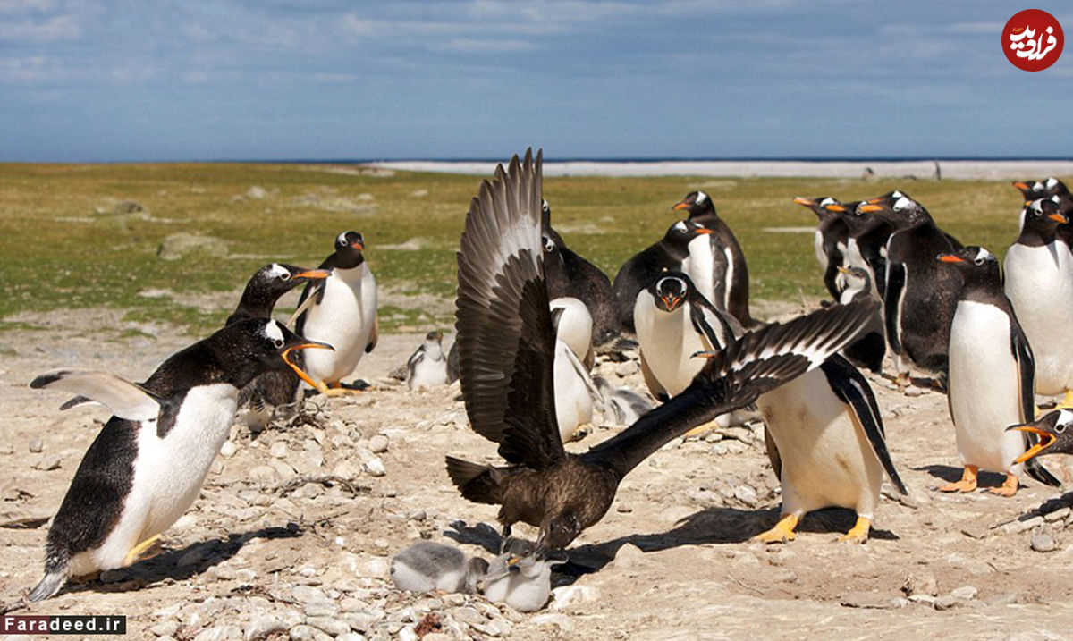 تصاویر/ بچه دزدی "مرغ سارق" از پنگوئن