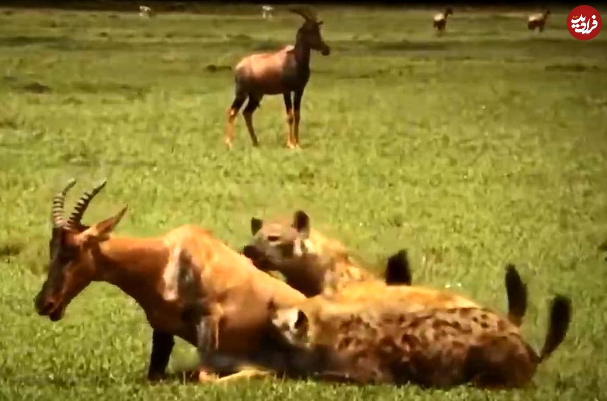 (ویدئو) گوزن شجاع تا پای جان با کفتارها جنگید، اما کشته شد!