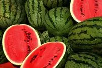 سود ۲۴۰ درصدی هندوانه برای میوه‌فروشان!