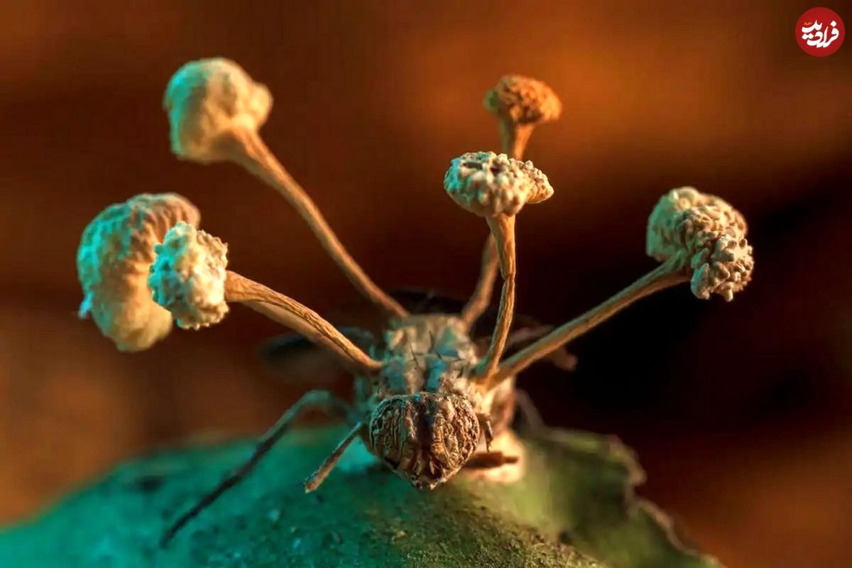 (عکس) قارچی که می‌تواند انسانی را تبدیل به زامبی کند