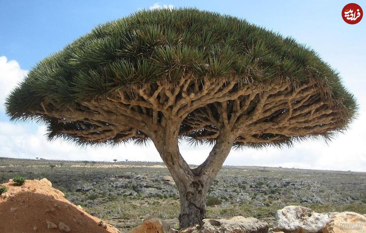 (ویدئو) تصاویری از درختان اعجاب انگیز جزیره سقطرا در یمن