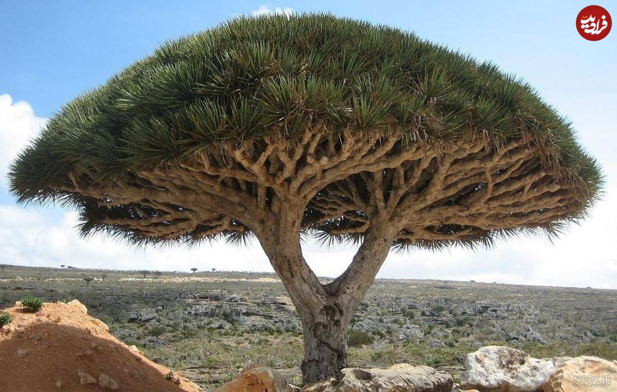 (ویدئو) تصاویری از درختان اعجاب انگیز جزیره سقطرا در یمن