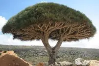 (ویدئو) تصاویری از درختان اعجاب انگیز جزیره سقطرا در یمن