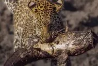 (ویدئو) پلنگ‌ گرسنه برای شکار ماهی وارد باتلاق گل آلود شد!