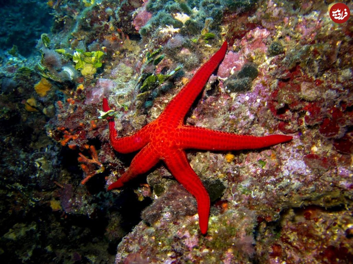 گرمای اقیانوس‌ها، قاتل ستاره‌های دریایی
