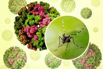 شیوع یک بیماری جدید در چین؛ از بیماری «خمیده راه رفتن» چه می‌دانیم؟