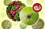 شیوع یک بیماری جدید در چین؛ از بیماری «خمیده راه رفتن» چه می‌دانیم؟