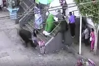 (ویدئو) گاو فراری باعث وحشت مردم یک شهر شد
