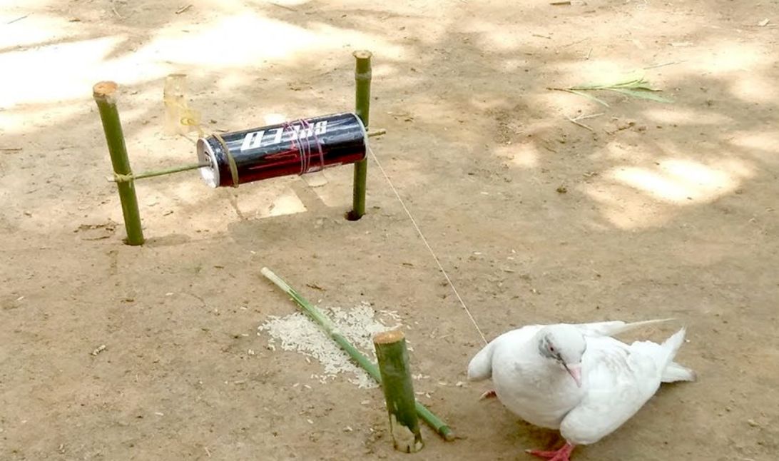 (ویدئو) نحوه ساخت یک تله بسیار ساده برای پرنده ها با وسایل ابتدایی