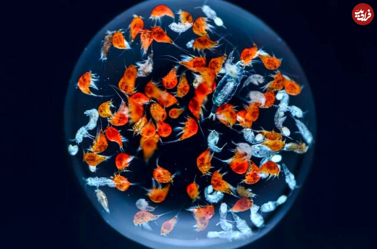 این تصاویر فوق‌العاده زندگی درون یک قطره آب دریا را نشان می‌دهد
