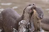 تصاویر/ فینالیست‌های مسابقه عکاسی کمدی حیات وحش