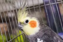 (ویدئو) خوانندگی بامزه یک عروس هلندی با موزیک زنده!