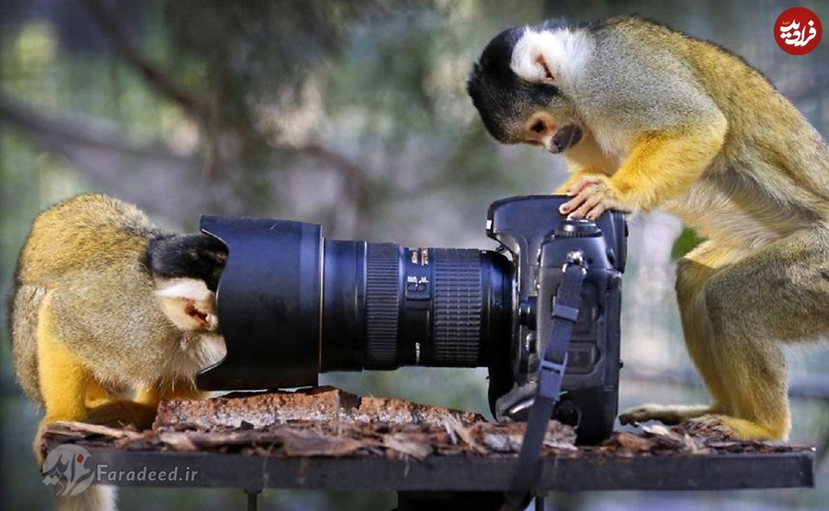 ویدیو/ بازی جالب میمون‌ها با دوربین عکاسی