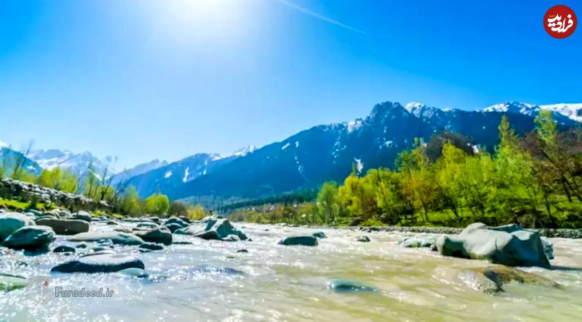 معمای توهم نوری: اگر تیزبین هستید در کمتر از ۱۴ ثانیه گراز را در این تصویر پیدا کنید!