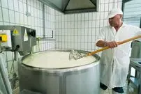 (ویدئو) فرآیند تولید شگفت انگیز پنیر گوسفندی و گاوی در کارخانه