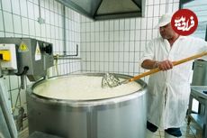 (ویدئو) فرآیند تولید شگفت انگیز پنیر گوسفندی و گاوی در کارخانه