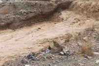 (ویدئو) لحظه جاری شدن سیل از کوه در استان همدان