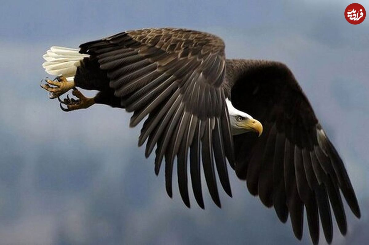 (ویدئو) قدرت حیرت‌انگیز عقاب در شکار خفاش در حین پرواز