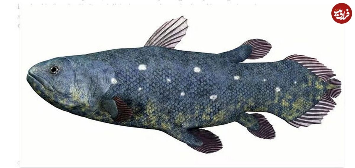 چگونه ماهی تکامل یافت تا راه برود و تبدیل به انسان شود؟