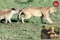 (ویدئو) کفتارها، نقشه شیر را برای دزدیدن لاشه گورخر خنثی کردند!