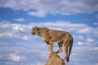 (عکس) مشاهده یک یوزپلنگ آسیایی حین شکار خرگوش در جاجرم