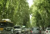 شهر بی‌چنارها؟!