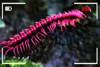 ببینید| 5 گونه از زیباترین و رنگارنگ ترین هزارپاهای جهان از میان 12 هزار گونه کشف شده