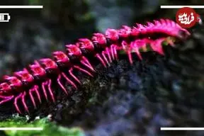 ببینید| 5 گونه از زیباترین و رنگارنگ ترین هزارپاهای جهان از میان 12 هزار گونه کشف شده